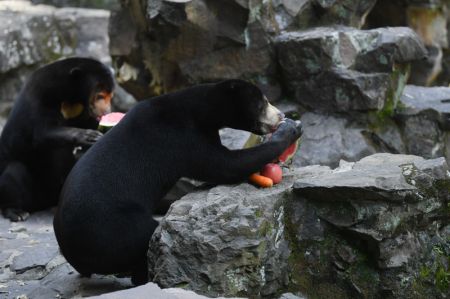(miniature) Des ours malais dégustent des fruits au zoo de Hangzhou