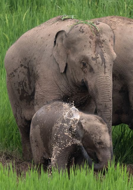 (miniature) Photo aérienne d'un éléphant d'Asie dans des rizières du district autonome Hani et Yi de Jiangcheng