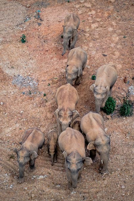 (miniature) Photo prise le 28 mai 2021 d'un troupeau d'éléphants d'Asie sauvages dans le district d'Eshan