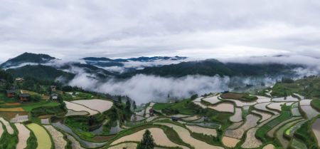 (miniature) Photo aérienne prise le 19 mai 2024 de champs en terrasses au village de Yangdong à Liping