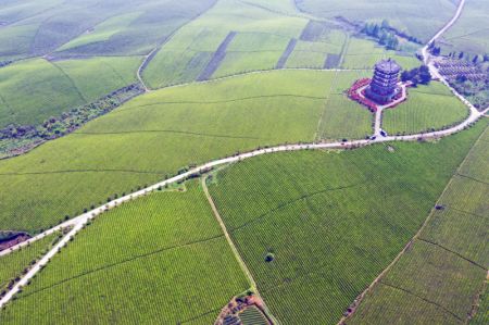 (miniature) Paysage des plantations de thé dans le bourg de Yongxing du district de Meitan