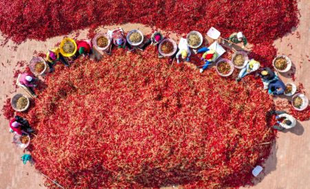 (miniature) Photo a&eacute;rienne d'employ&eacute;s manipulant des piments dans le village de Dongfanghong du bourg de Dongfeng