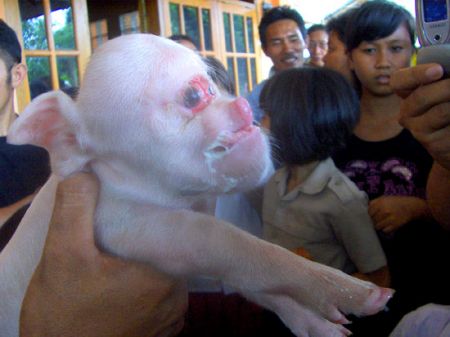 (miniature) Un cochon à tête de singe