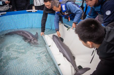 (miniature) Des employés transfèrent des marsouins aptères du Yangtsé dans une piscine artificielle avant de les relâcher dans le fleuve Yangtsé dans la province chinoise du Hubei (centre)