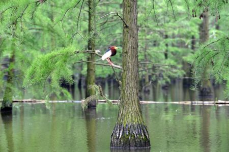 (miniature) Un oiseau se repose dans le parc national des terres humides du lac Chishan dans le district de Lai'an