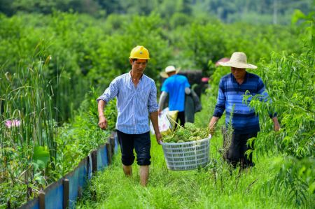 (miniature) Des villageois transportent des cupules de lotus dans le village de Lianying