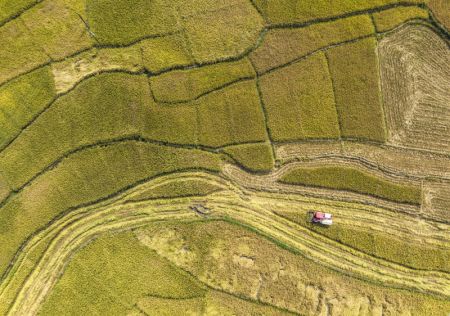 (miniature) Vue aérienne d'une moissonneuse dans des rizières du district de Zigui