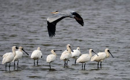 (miniature) Des oiseaux dans la zone humide de l'estuaire du fleuve Minjiang à Fuzhou