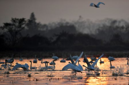 (miniature) Des cygnes dans la zone humide du lac Donggu de la zone administrative de Quyuan