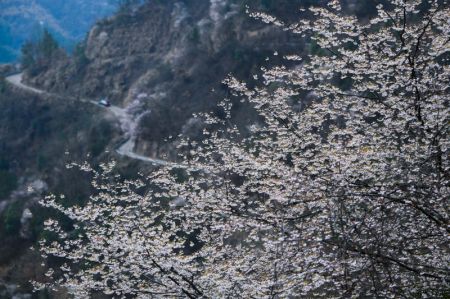 (miniature) Des cerisiers en fleur à Qianyuan