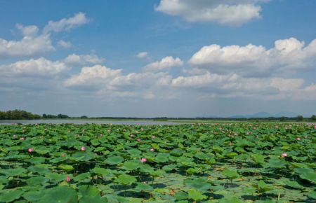 (miniature) Photo aérienne prise le 3 juillet d'un étang de lotus dans le parc national des zones humides de Baiyunhu
