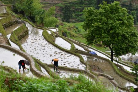 (miniature) Photo aérienne d'agriculteurs dans des champs en terrasses de Ziquejie