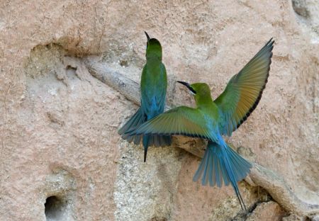 (miniature) Des guêpiers à queue d'azur sont aperçus dans la réserve naturelle de guêpiers à queue d'azur de Wuyuanwan à Xiamen