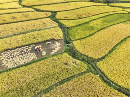 (miniature) Un villageois récolte du riz dans un champ en terrasses dans le village de Tanxi de la ville de Chenzhou