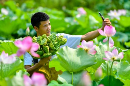 (miniature) Un villageois fait la promotion de cupules de lotus fraichement cueillies par livestreaming dans le village de Lianying