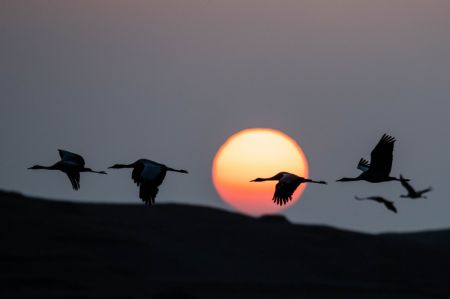 (miniature) Une volée de grues à cou noir survole la Réserve naturelle de grues à cou noir de Dashanbao