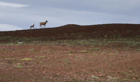 (miniature) Des antilopes tibétaines près du lac Zonag à Hoh Xil