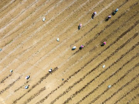 (miniature) Photo aérienne montrant des agriculteurs travaillant dans un champ du village Langtang de la ville d'Anshun