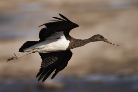 (miniature) Une cigogne noire est aperçue dans le parc des zones humides de la rivière de Beichuan à Xining