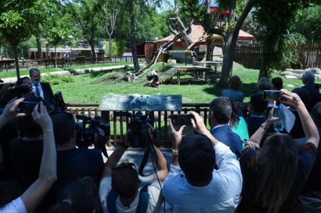 (miniature) Des visiteurs prennent des photos du panda Jin Xi au Zoo de Madrid