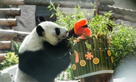 (miniature) Le panda g&eacute;ant femelle Ding Ding d&eacute;guste son repas d'anniversaire au zoo de Moscou