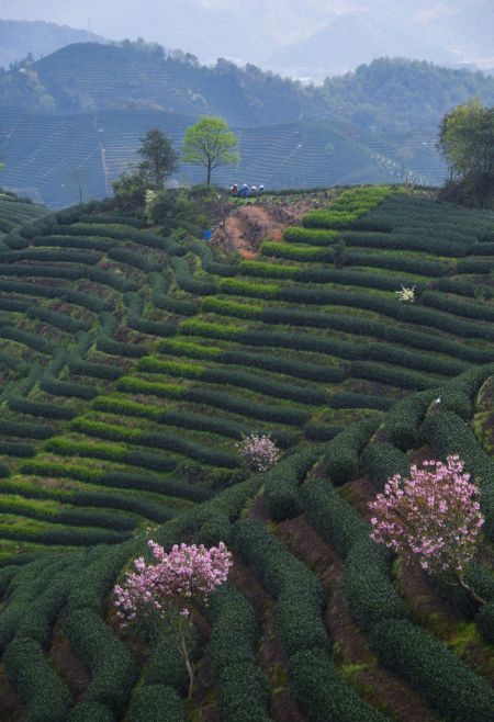 (miniature) Vue de fleurs de cerisier dans un jardin de thé du village de Bashan