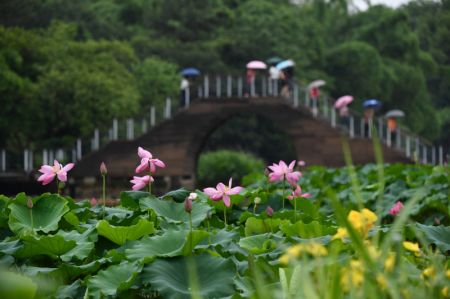 (miniature) Des fleurs de lotus dans le parc Jinshan