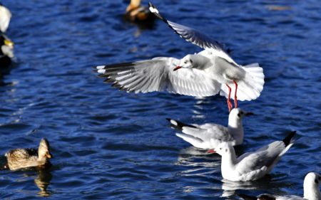 (miniature) Des oiseaux dans le parc Longwangtan