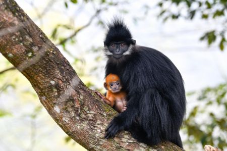 (miniature) Un singe Langur de François avec son bébé dans la réserve naturelle nationale de Mayanghe