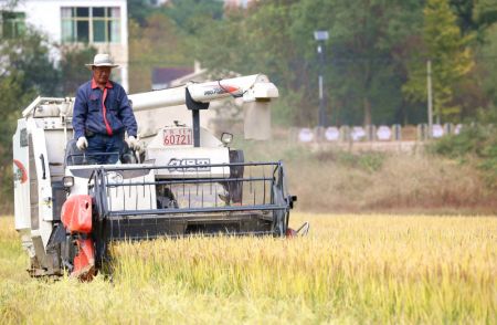 (miniature) Photo d'un agriculteur conduisant une moissonneuse dans une rizi&egrave;re &agrave; Jurong