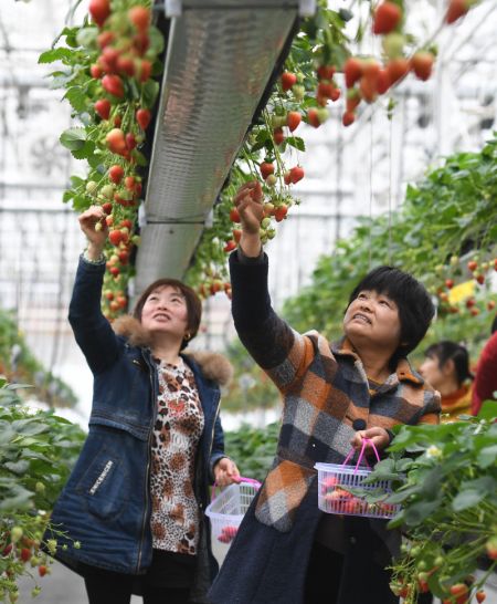 (miniature) Des gens récoltent des fraises dans l'arrondissement de Lishui à Nanjing