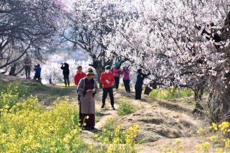 (miniature) Des touristes contemplent des pêchers en fleurs dans le village de Gala