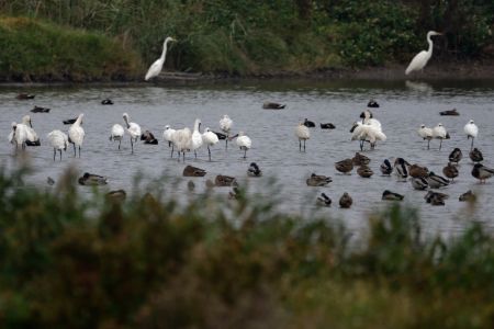 (miniature) Des oiseaux migrateurs dans la zone humide de l'estuaire du fleuve Minjiang à Fuzhou