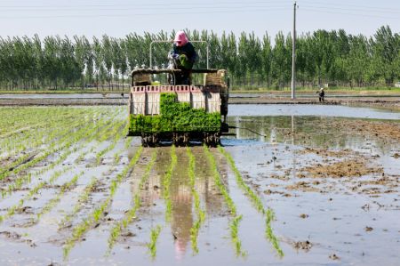 (miniature) Un agriculteur fauche le riz dans le champ du bourg de Chahe de l'arrondissement de Fengnan