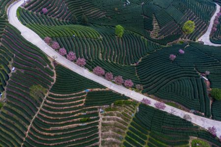 (miniature) Vue de fleurs de cerisier dans un jardin de thé du village de Bashan