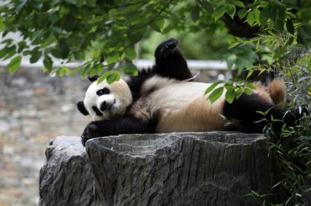 (miniature) Le panda géant Fu Bao dans son enclos à la base des pandas géants de Shenshuping