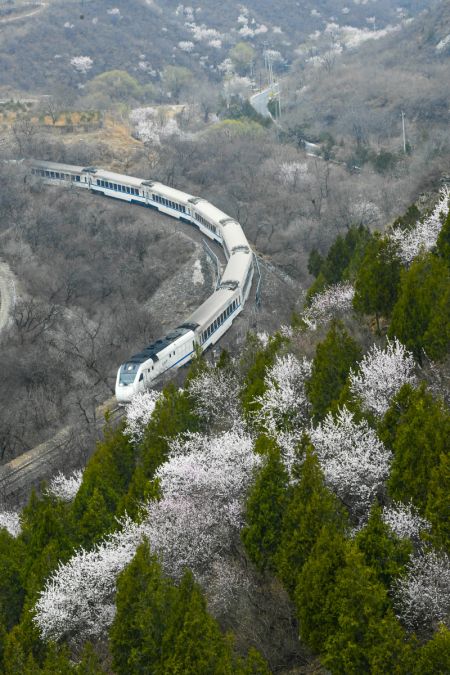 (miniature) Un train circule au milieu de fleurs épanouies près de la section Juyongguan de la Grande Muraille à Beijing