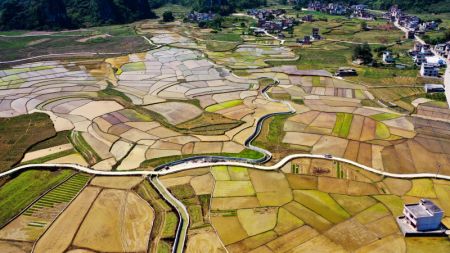 (miniature) Vue aérienne d'une base de plantation de riz riche en sélénium dans le village de Longkou du district autonome Yao de Dahua