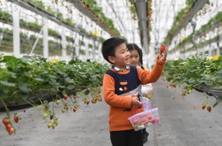 (miniature) Des enfants récoltent des fraises dans l'arrondissement de Lishui à Nanjing