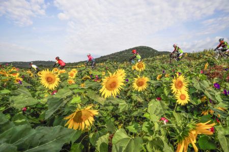 (miniature) Des cyclistes roulent au milieu de tournesols dans le bourg de Niangniangzhuang à Zunhua