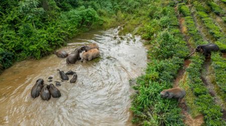 (miniature) Photo d'éléphants s'amusant dans un étang du bourg de Dadugang