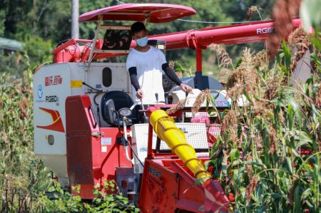 (miniature) Un homme conduit une moissonneuse pour récolter du sorgho dans le village de Bojiba du bourg de Daba