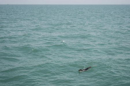 (miniature) Un phoque tacheté est relâché en mer à Dalian