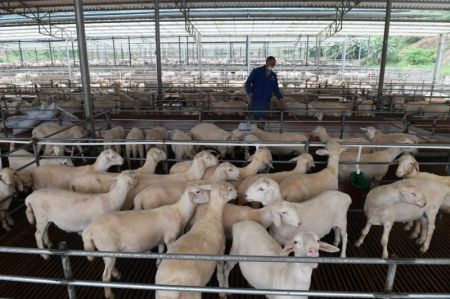 (miniature) Un homme travaille dans une bergerie d'une base d'&eacute;levage du village de Dongli