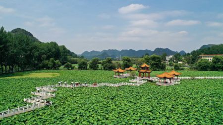 (miniature) Des visiteurs admirent les fleurs de lotus dans un site touristique dans le district d'Anlong de la province chinoise du Guizhou (sud-ouest)