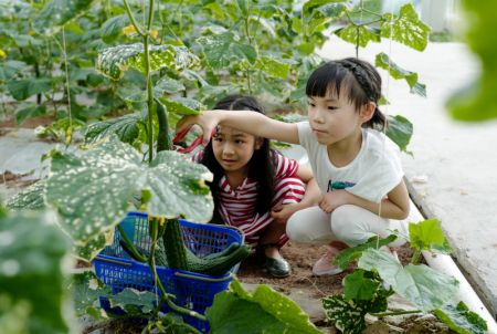 (miniature) Deux filles récoltent des concombres dans une ferme intelligente dans l'arrondissement de Liangping à Chongqing
