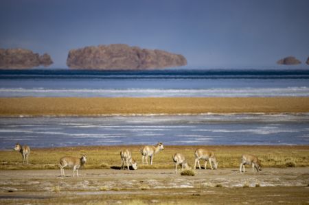 (miniature) Des antilopes tibétaines vues près du lac Serling Tso