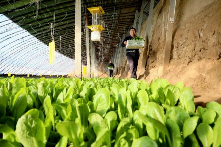 (miniature) Des agriculteurs transportent des légumes dans une serre du district de Longyao