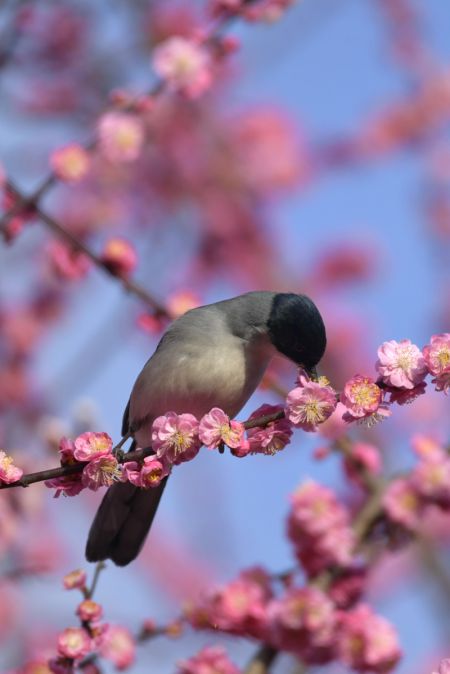 (miniature) Un oiseau parmi les fleurs dans le district de Xuan?en de la préfecture autonome Tujia et Miao d?Enshi