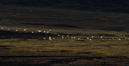 (miniature) Des antilopes tibétaines près du lac Zonag à Hoh Xil